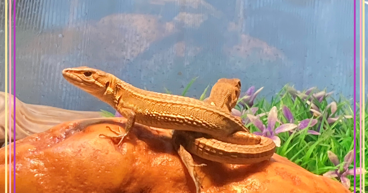 カナヘビのしっぽ再生 2回目